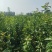 【热卖推荐】八棱海棠苗实生苗基地直销量大质优价格优惠