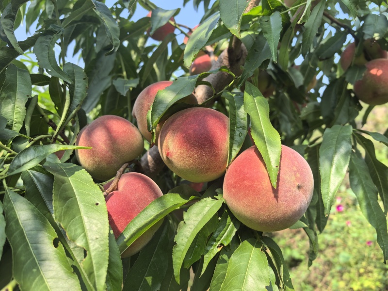 青州蜜桃大量上市