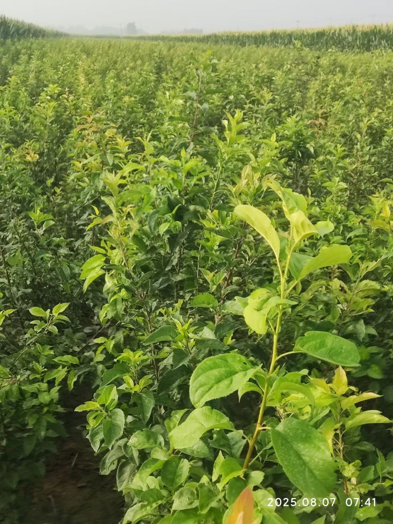 【热卖推荐】八棱海棠苗实生苗基地直销量大质优价格优惠