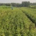 【热卖推荐】八棱海棠苗实生苗基地直销量大质优价格优惠