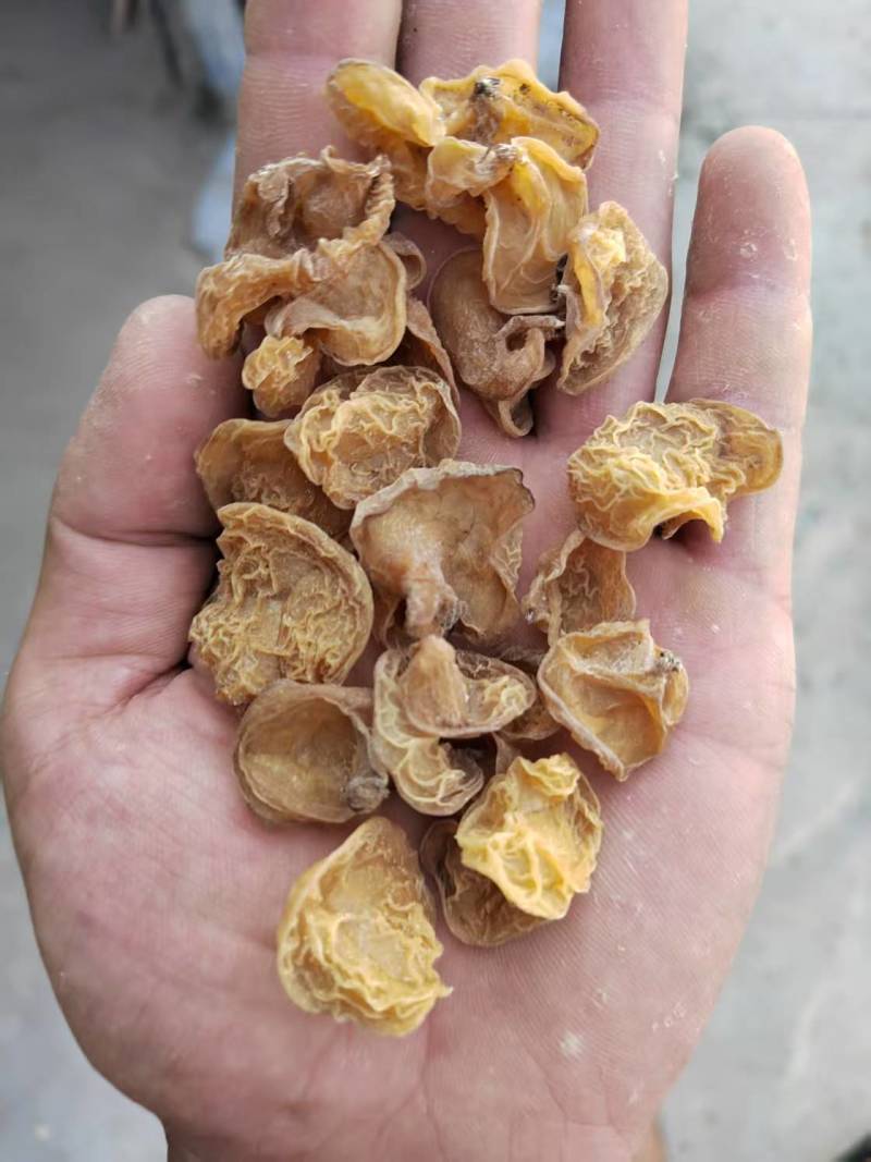 羊肚耳电商专用鹿肚耳沙耳羊肚耳基地电商用单片无根羊肚耳