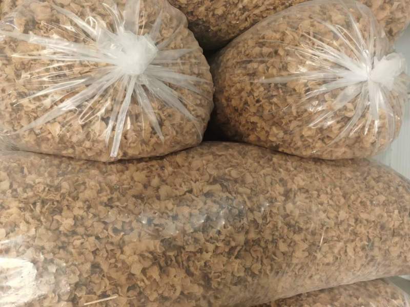 羊肚耳电商专用鹿肚耳沙耳羊肚耳基地电商用单片无根羊肚耳