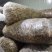 羊肚耳电商专用鹿肚耳沙耳羊肚耳基地电商用单片无根羊肚耳