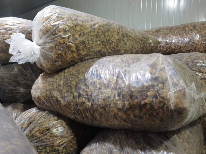 羊肚耳电商专用鹿肚耳沙耳羊肚耳基地电商用单片无根羊肚耳
