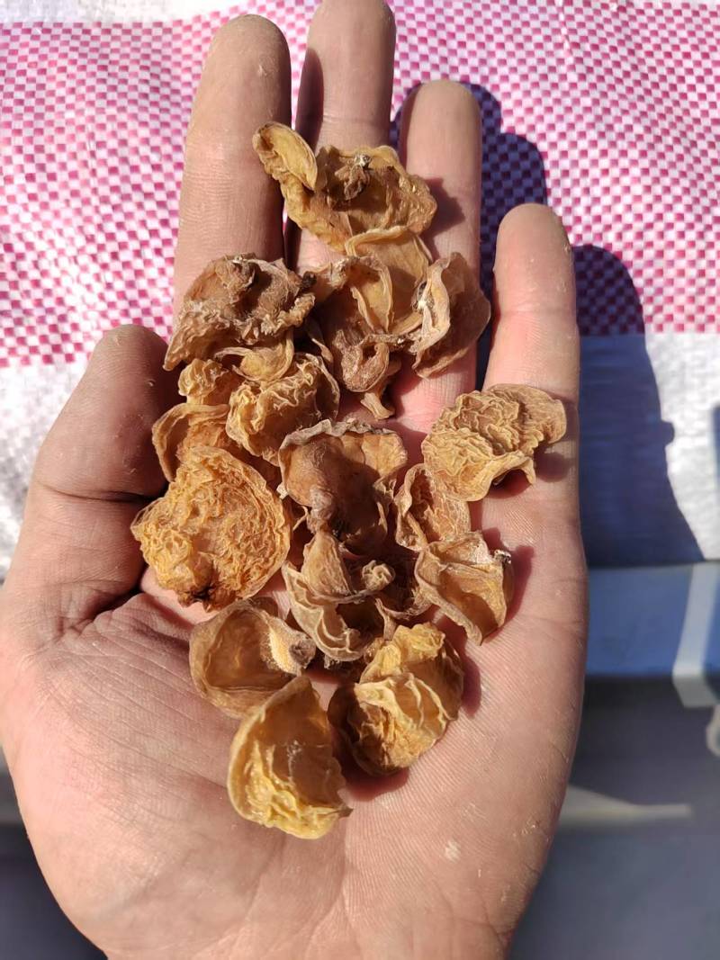 羊肚耳电商专用鹿肚耳沙耳羊肚耳基地电商用单片无根羊肚耳