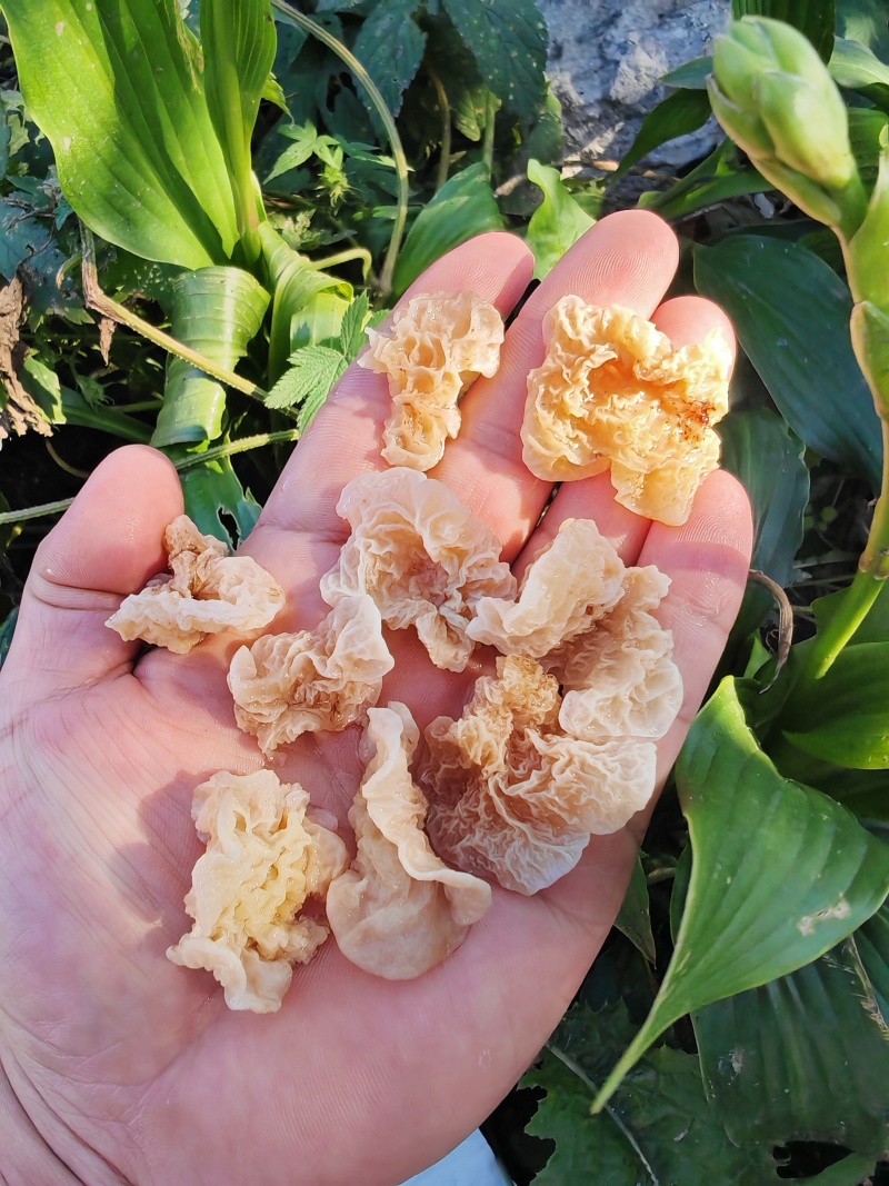 羊肚耳电商专用鹿肚耳沙耳羊肚耳基地电商用单片无根羊肚耳