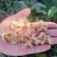 羊肚耳电商专用鹿肚耳沙耳羊肚耳基地电商用单片无根羊肚耳