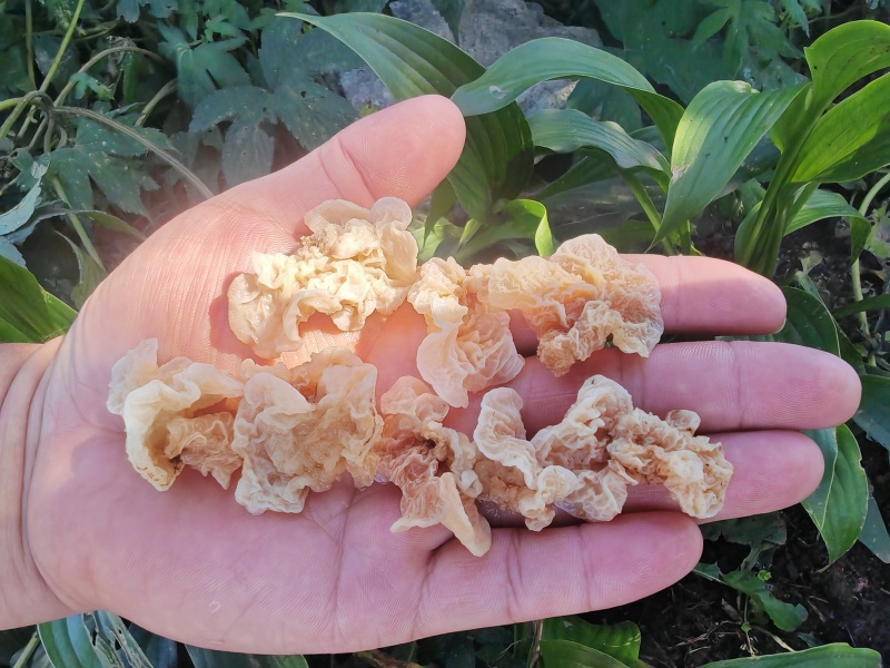 羊肚耳电商专用鹿肚耳沙耳羊肚耳基地电商用单片无根羊肚耳