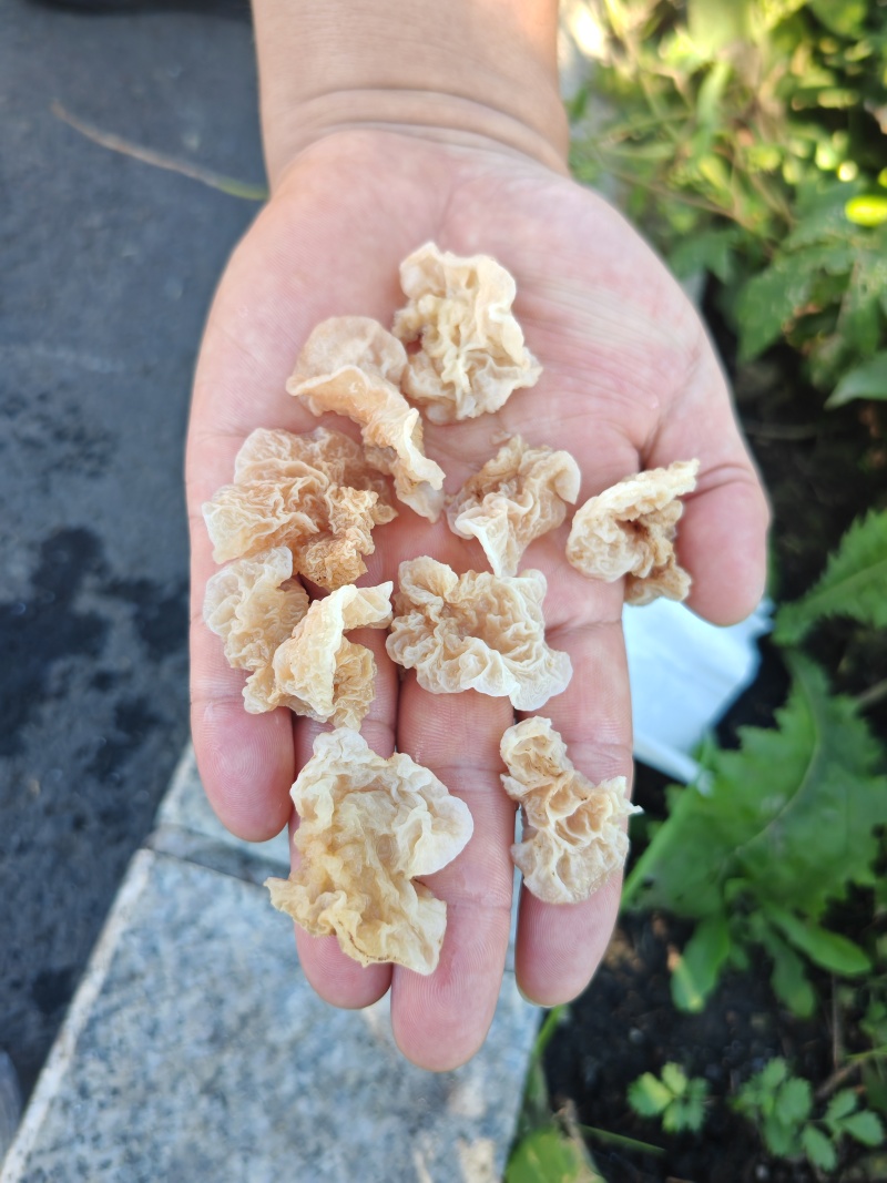 羊肚耳电商专用鹿肚耳沙耳羊肚耳基地电商用单片无根羊肚耳
