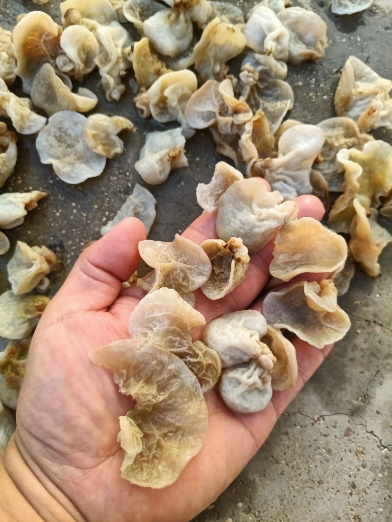 羊肚耳电商专用鹿肚耳沙耳羊肚耳基地电商用单片无根羊肚耳