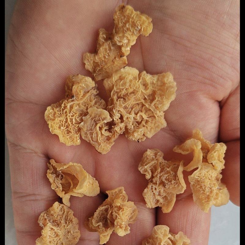 羊肚耳电商专用鹿肚耳沙耳羊肚耳基地电商用单片无根羊肚耳