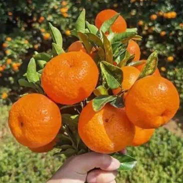 南丰蜜橘光果加工果自然熟带叶鲜果，出口货大量供应