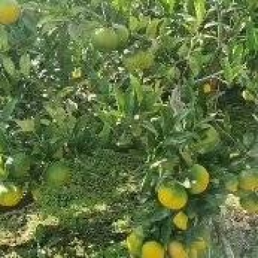 大芬蜜桔大量有货产地直发货源充足保质保量