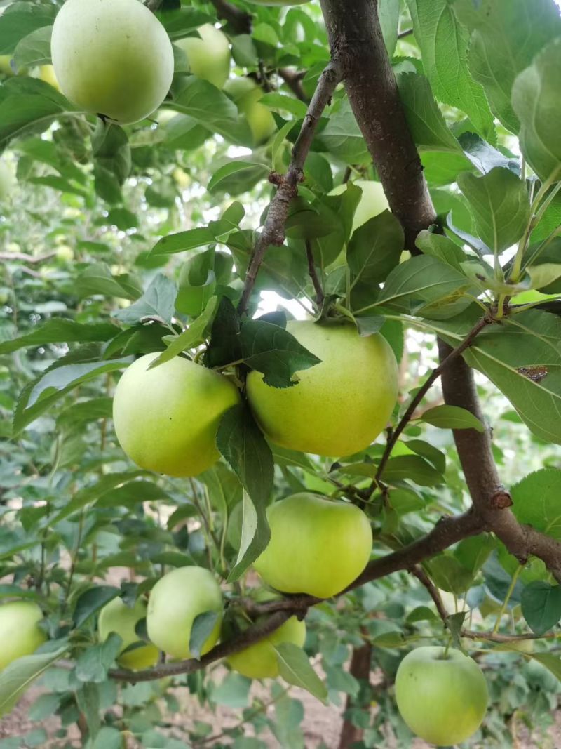 黄元帅苹果大量上市中