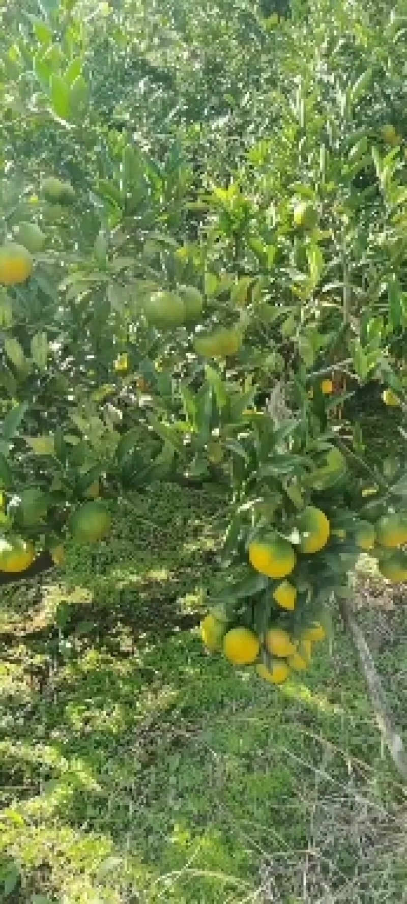 大芬蜜桔大量有货产地直发货源充足保质保量
