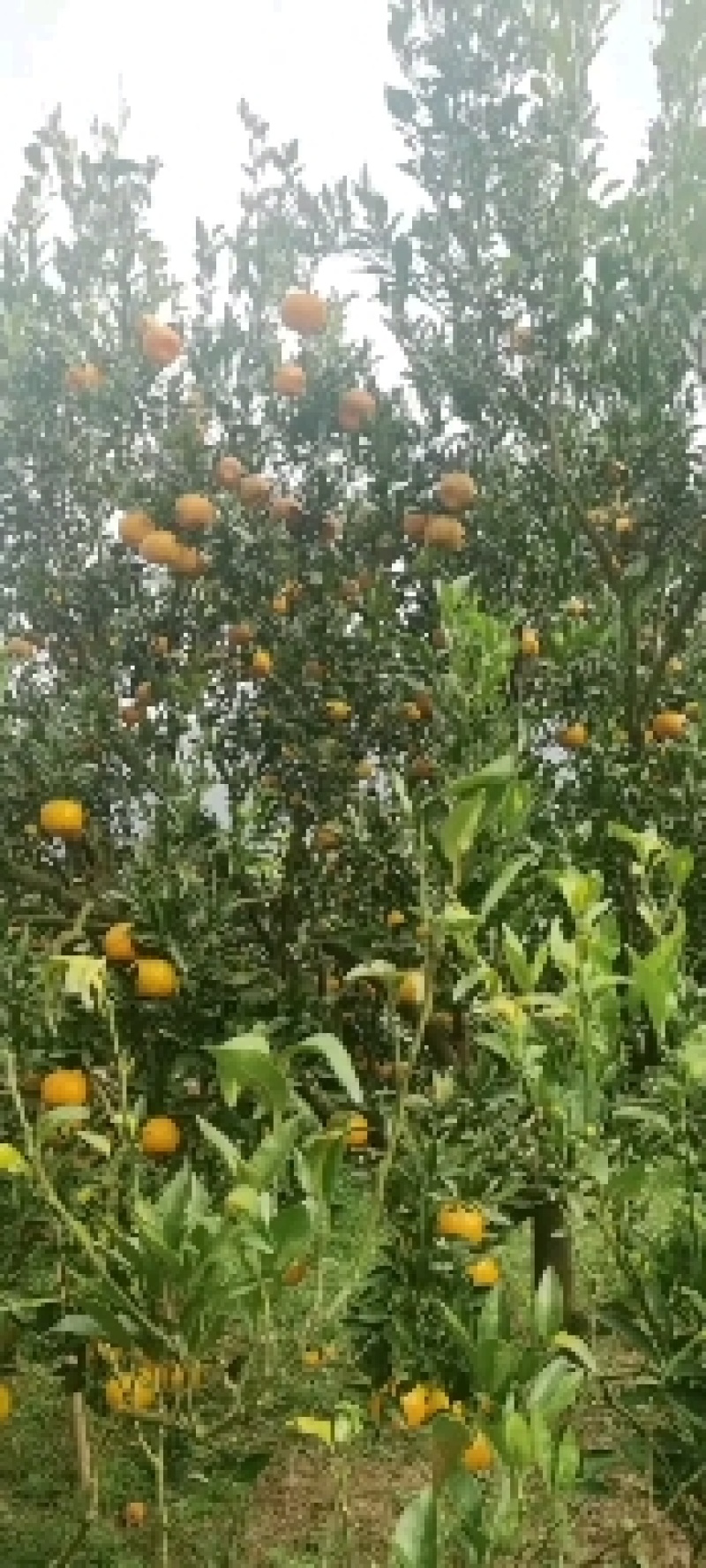 大芬蜜桔大量有货产地直发货源充足保质保量