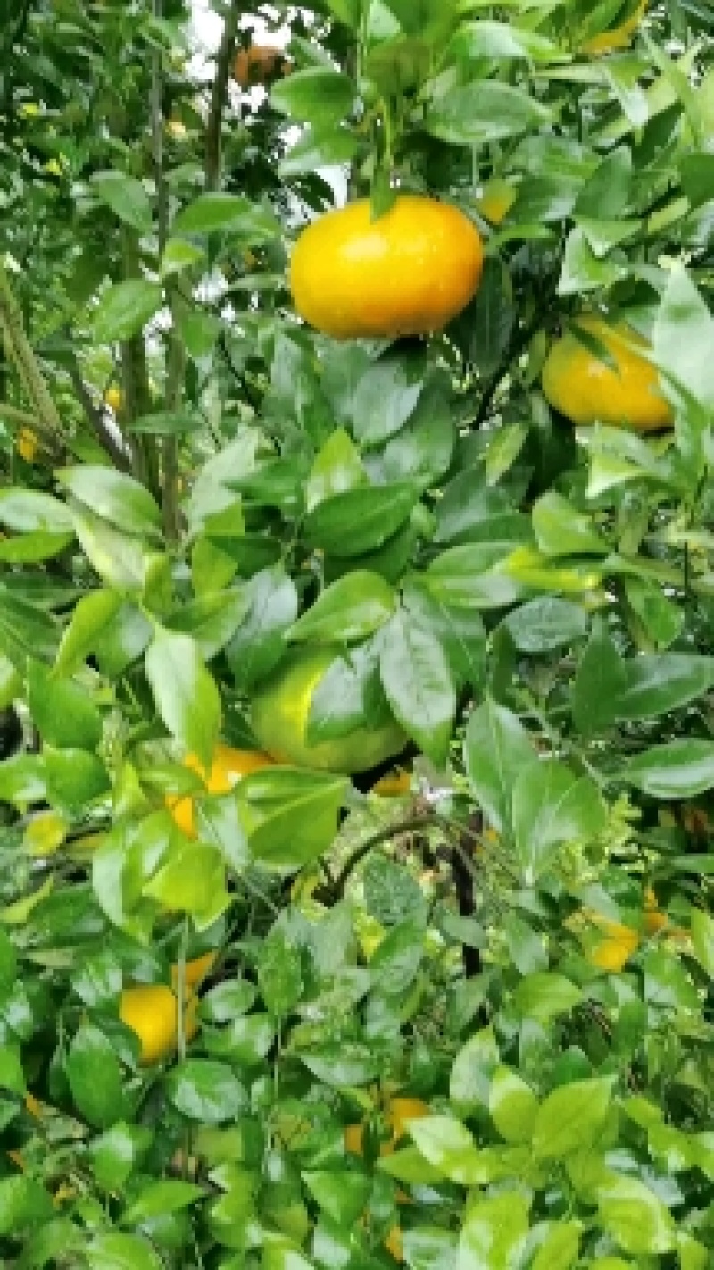 大芬蜜桔大量有货产地直发货源充足保质保量