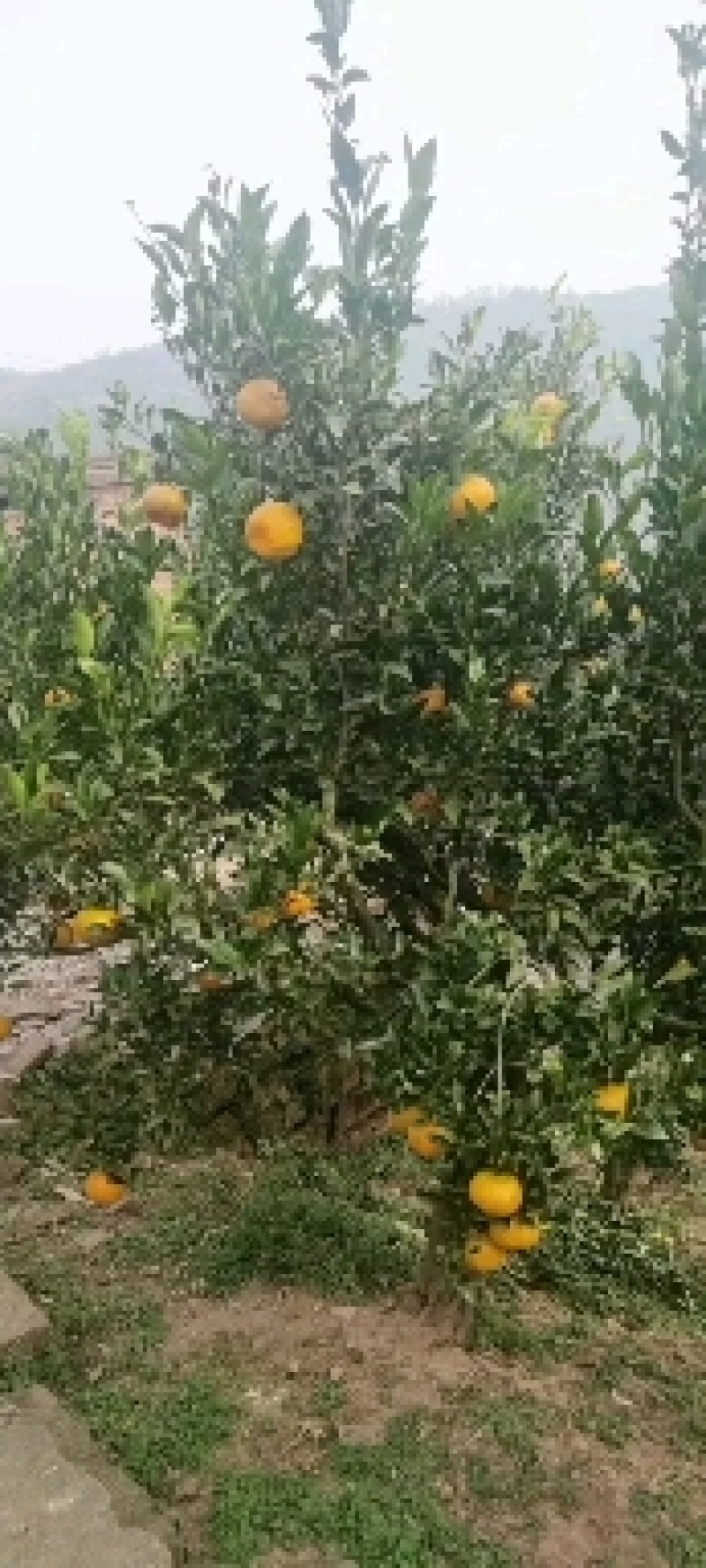 大芬蜜桔大量有货产地直发货源充足保质保量