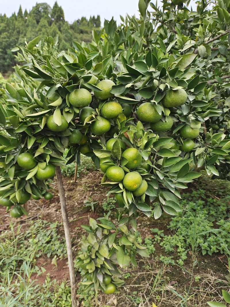 大芬蜜桔大量有货产地直发货源充足保质保量