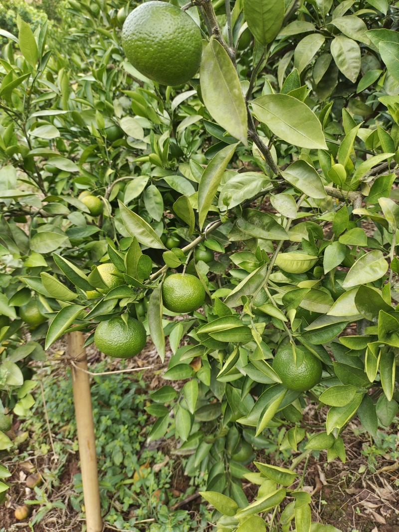 大芬蜜桔大量有货产地直发货源充足保质保量