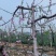 3年/4年零，桃树