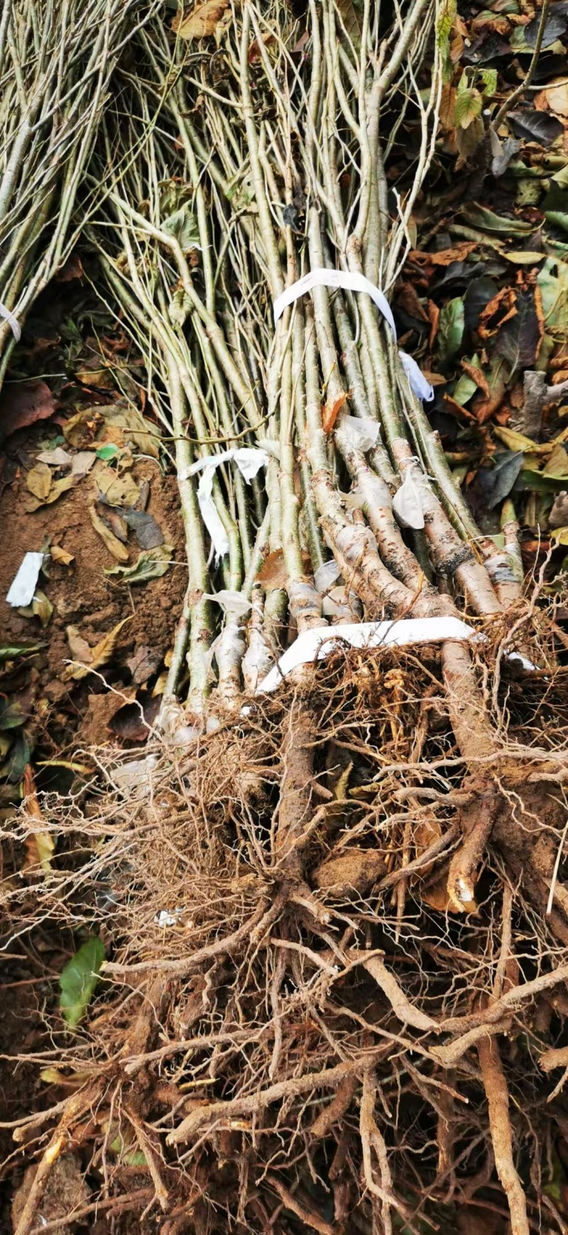 美国杏李味帝树苗