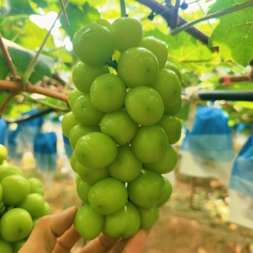 河南夏邑产区阳光玫瑰