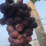 (热卖中)万亩葡萄基地巨峰葡萄大量上市，欢迎咨询
