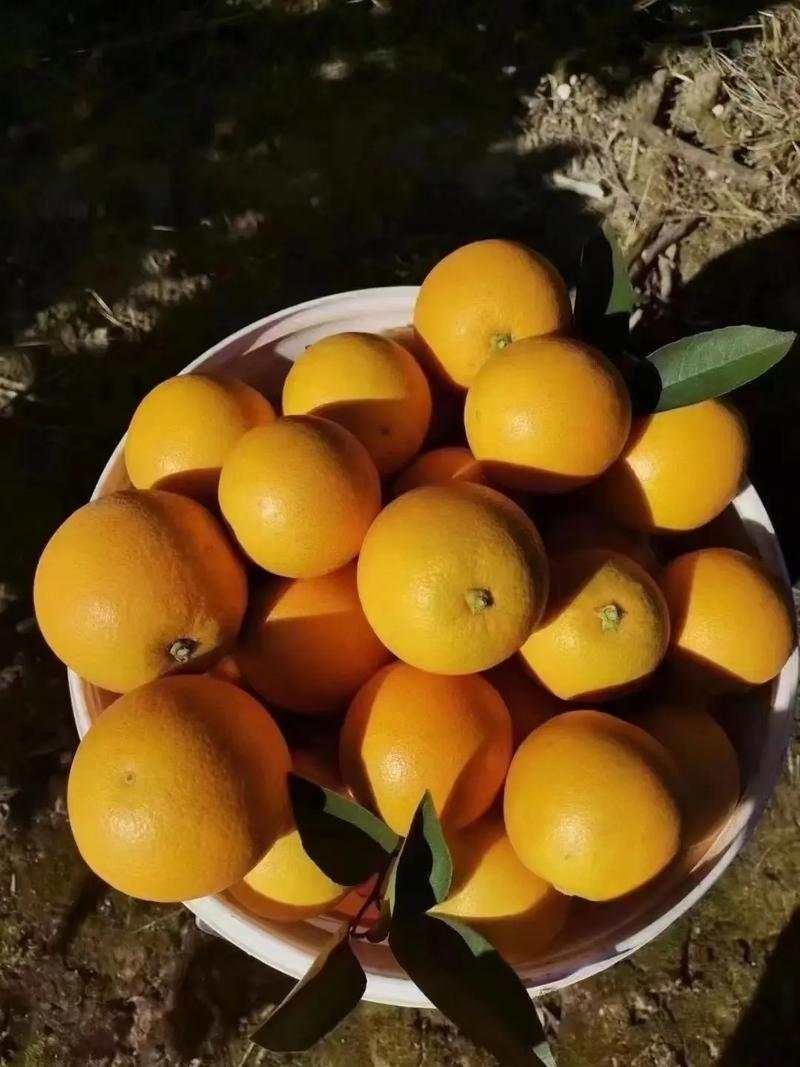 冰糖橙，皮薄口感甜，可供电商，市场，社区团购，外贸出口