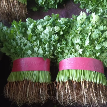 河北邯郸永年香菜，北京新发地大量采购的香菜