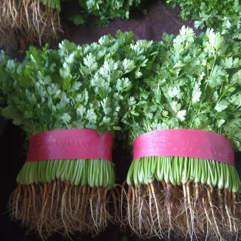 河北邯郸永年香菜，北京新发地大量采购的香菜