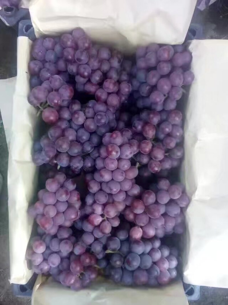 软枝巨峰葡萄大量上市