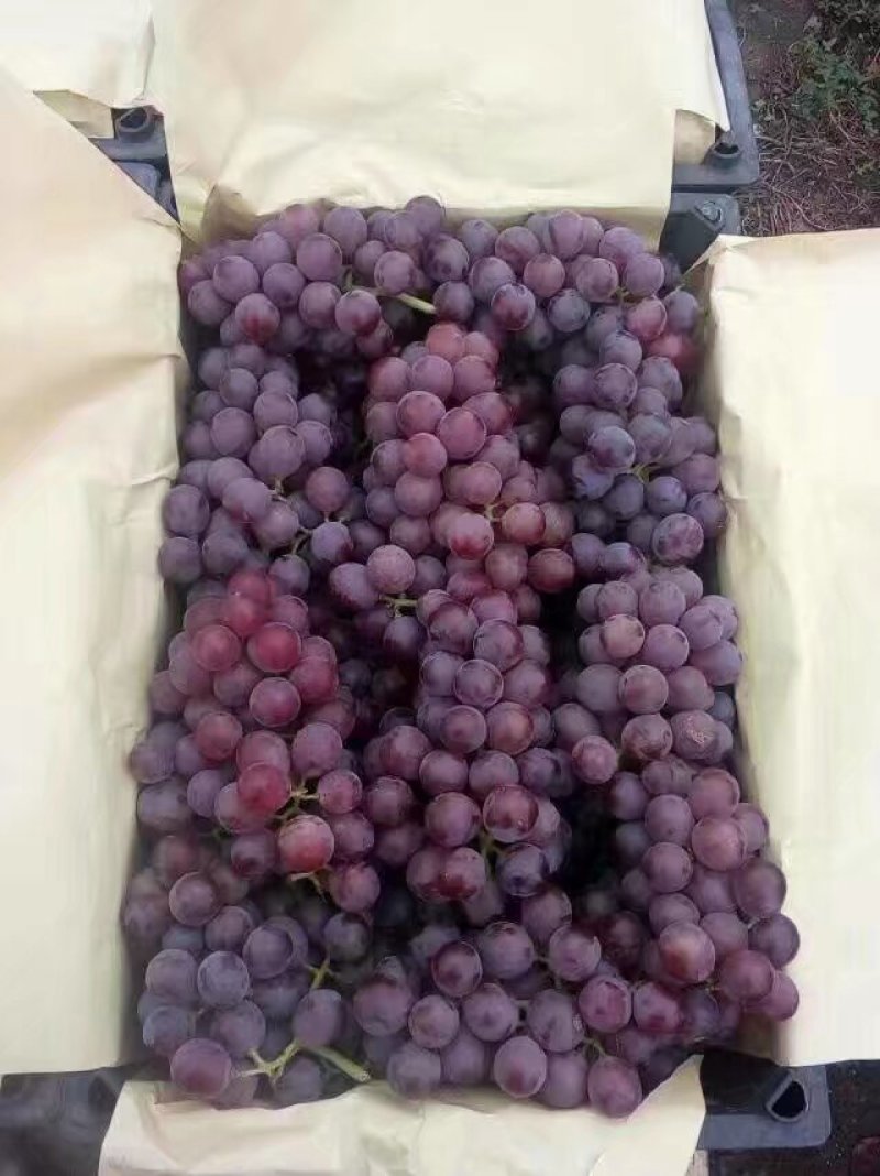 软枝巨峰葡萄大量上市