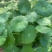 铜钱草自己家种植的
