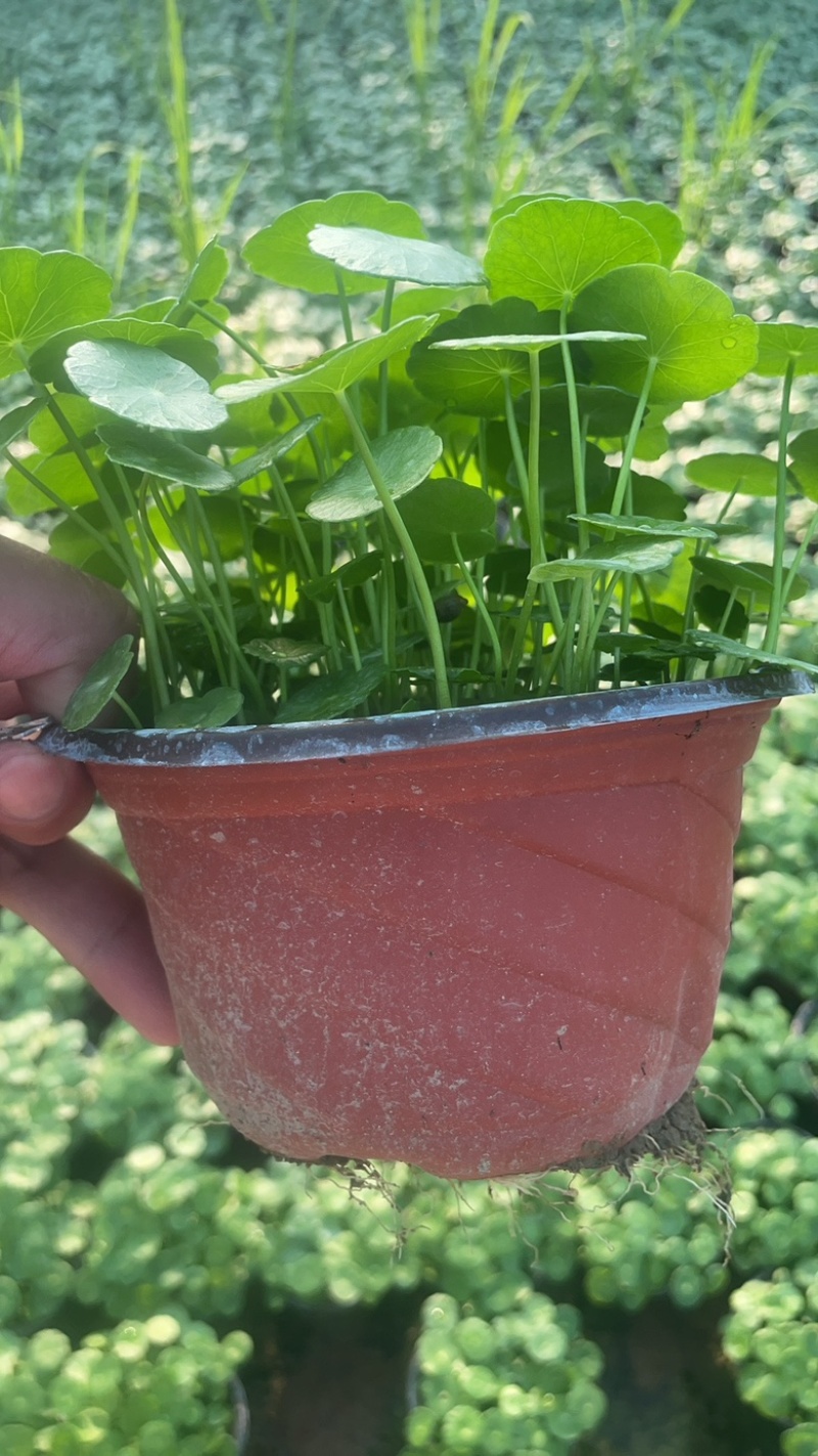铜钱草自己家种植的