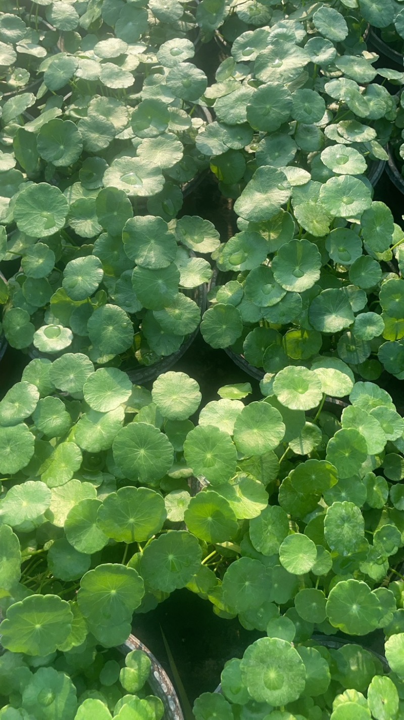 铜钱草自己家种植的
