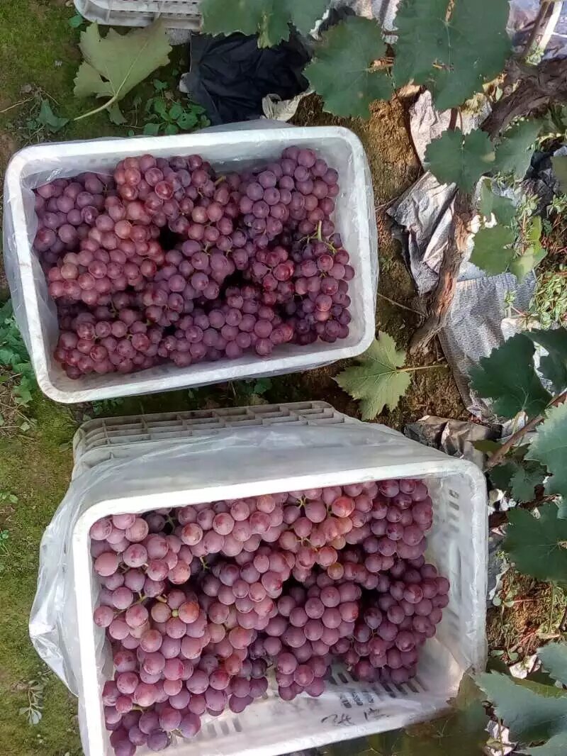 软枝巨峰葡萄大量上市