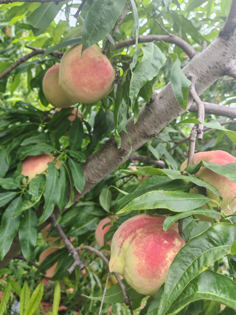 山东聊城冠县永莲蜜桃基地