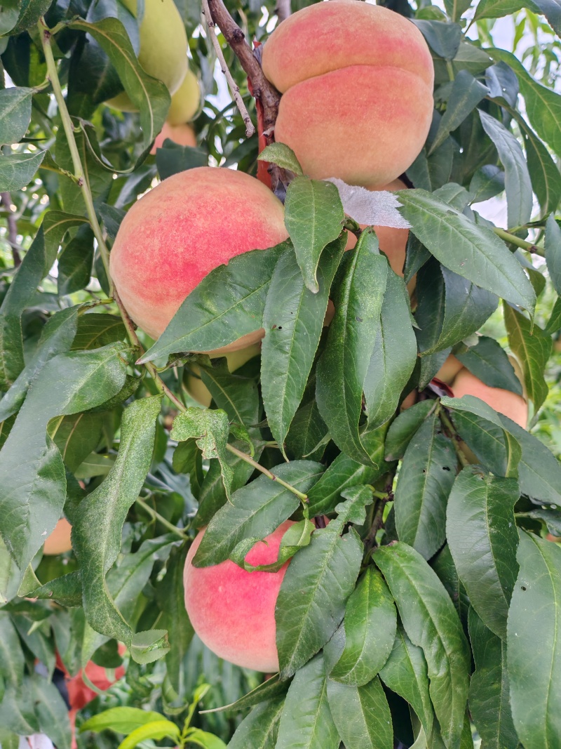 山东聊城冠县永莲蜜桃基地