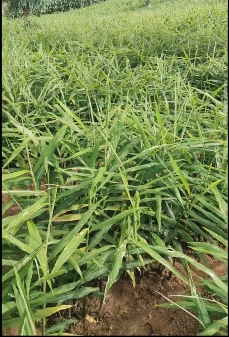 贵州小黄姜二黄姜，产地直销。