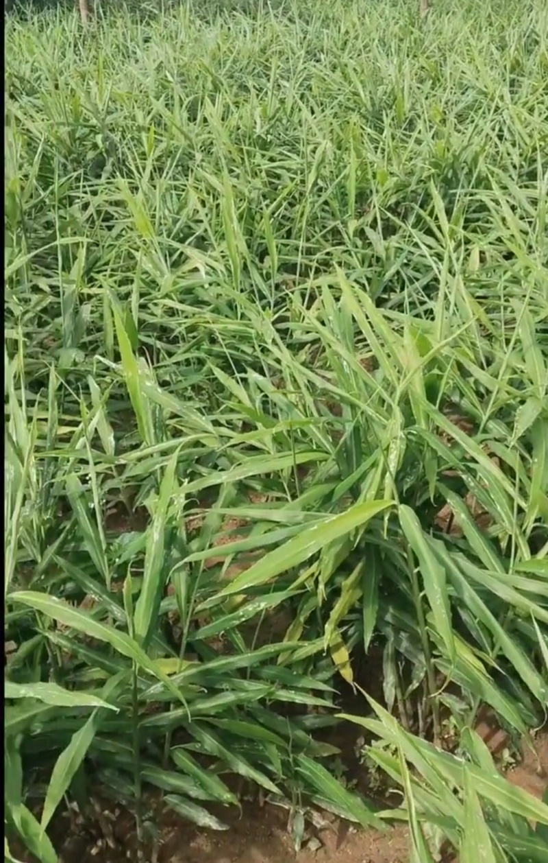 贵州小黄姜二黄姜，产地直销。