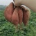 烟台昆嵛山山脚下沙土烟薯25号地瓜