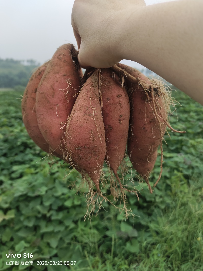 烟台昆嵛山山脚下沙土烟薯25号地瓜