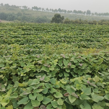 烟台昆嵛山山脚下沙土烟薯25号地瓜