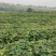 烟台昆嵛山山脚下沙土烟薯25号地瓜