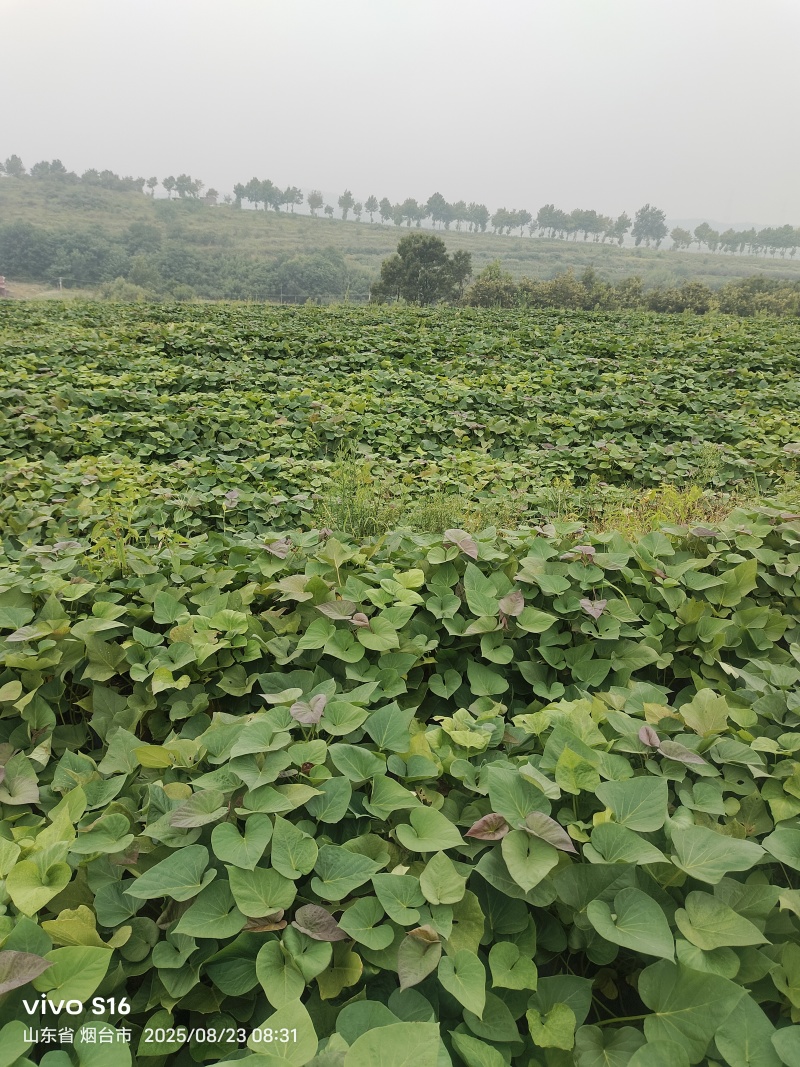 烟台昆嵛山山脚下沙土烟薯25号地瓜