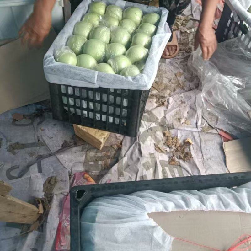 青富士苹果大量上市大量批发团购采摘