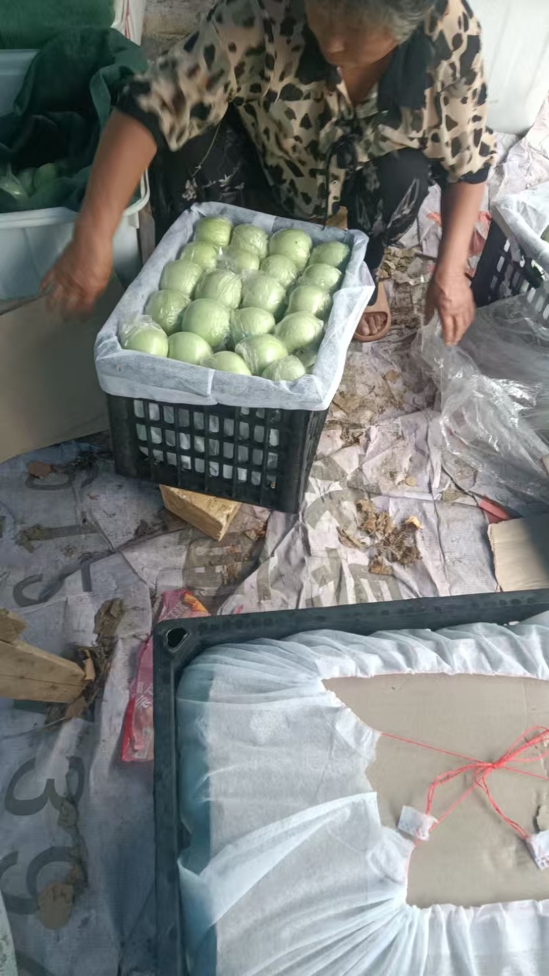 青富士苹果大量上市大量批发团购采摘