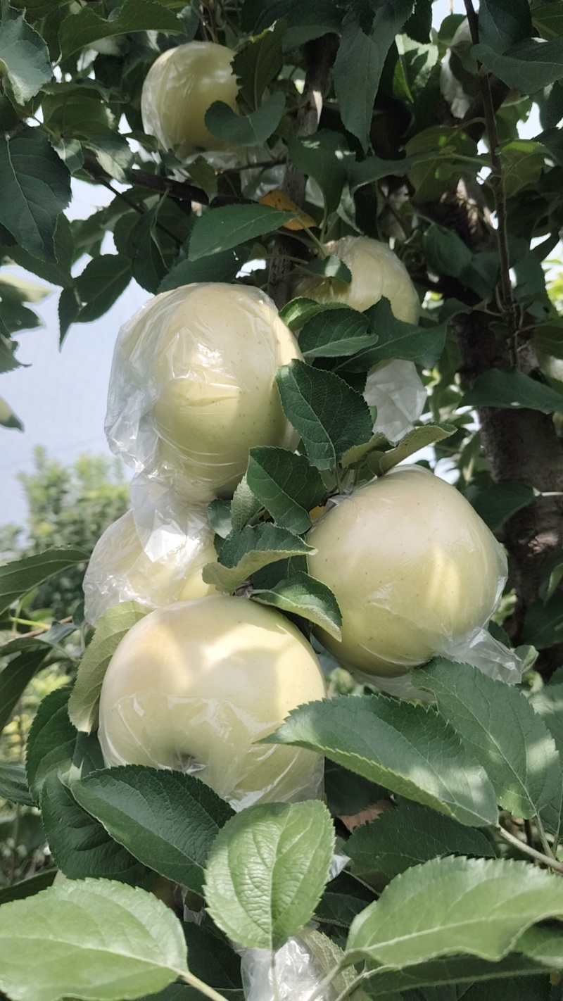 青富士苹果大量上市大量批发团购采摘