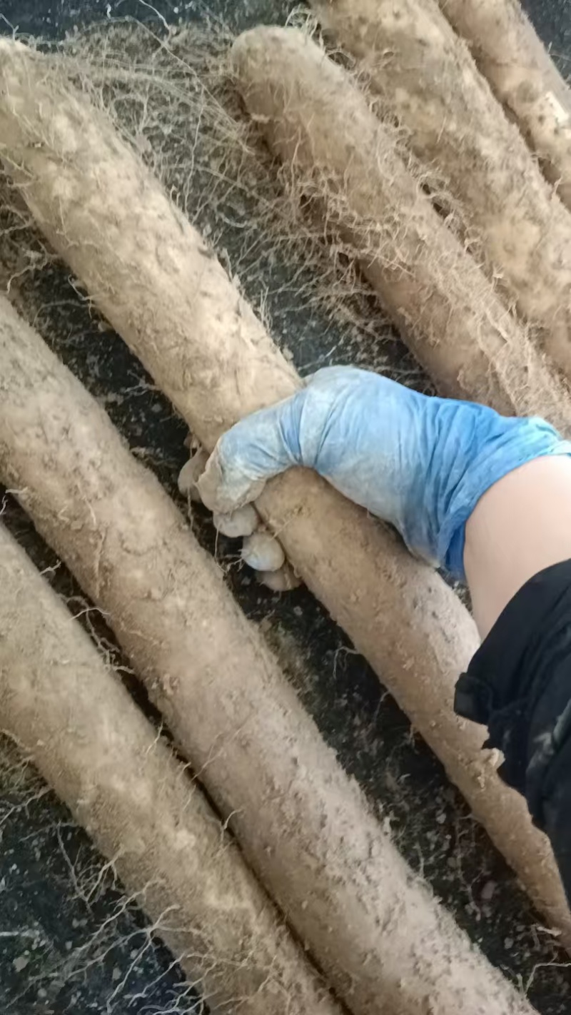 双棒山药产地直供支持商超电商批发市场档口欢迎采购量大从优